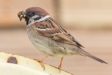 Eurasian tree sparrow standing on a agriculture machine with beak full of bugs