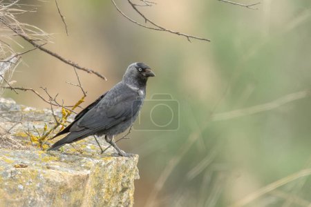Western jackdaw perched on a edge of cliff