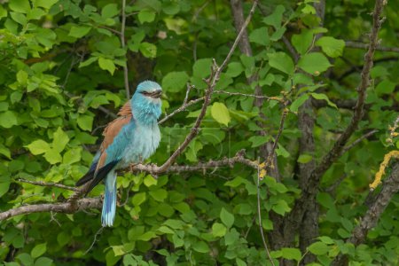 European roller perched on a branch full of leafs