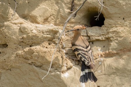 Eurasian hoopoe standing on the wall in front of her nest hole