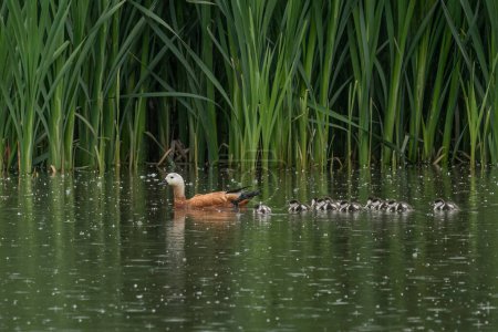 Eine erwachsene, rostbraune Ente schwimmt im Wasser, gefolgt von ihren Kindern
