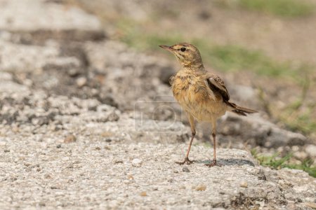 Tawny pipit standing on the ground