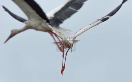 White storks fly in the sky