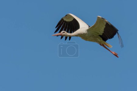 La cigogne blanche vole dans le ciel