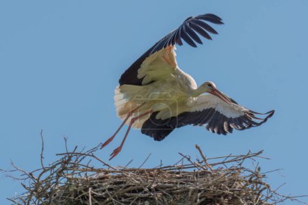 Weißstorch fliegt aus seinem Nest