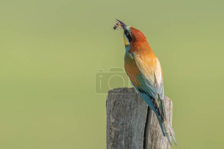 European bee-eater perched on a wooden pole holding a bug in her beak