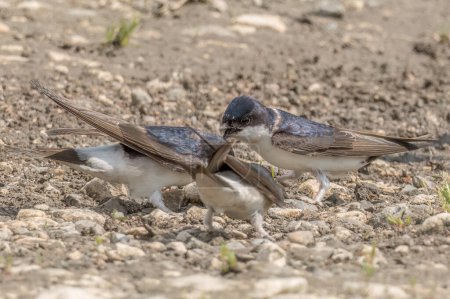 Western house martin collects mud for nest material