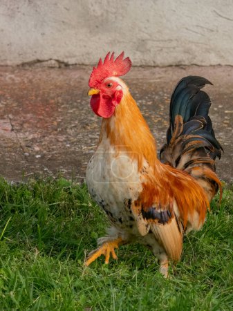Photo for A decorative rooster walks on the grass - Royalty Free Image