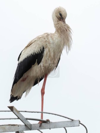 White stork perched on artificial platform made by electrical company for the storks