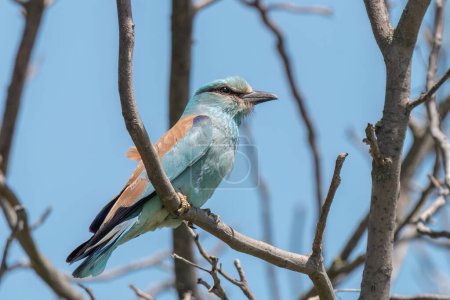 European roller perched on a branch