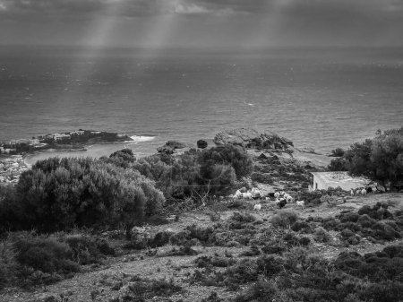 Foto de Vista de ángulo alto del rebaño de ovejas que pastan en la hierba en la playa contra la vista panorámica del paisaje marino - Imagen libre de derechos