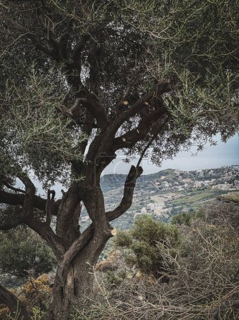 Téléchargez les photos : Grand arbre sur la montagne et vue tranquille sur un paysage luxuriant en arrière-plan pendant l'été - en image libre de droit
