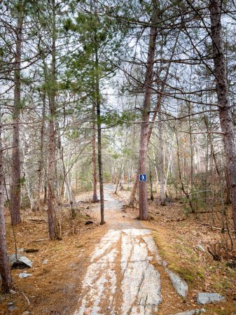 Foto de Perspectiva atenuante del sendero en medio de árboles que crecen en bosques - Imagen libre de derechos