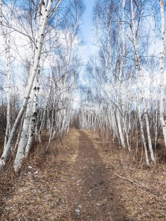 Foto de Perspectiva atenuante del camino de tierra en medio de árboles desnudos en tierra contra el cielo en el bosque - Imagen libre de derechos