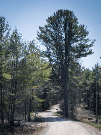 Foto de Perspectiva atenuante del camino vacío en medio de árboles verdes que crecen en la tierra contra el cielo despejado en el bosque durante el día soleado - Imagen libre de derechos