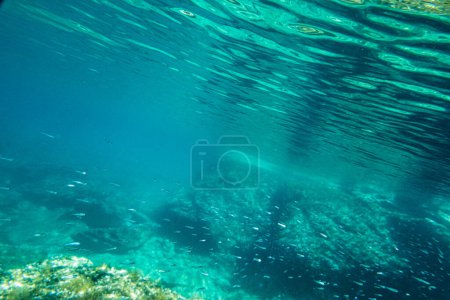 Foto de Escuela de peces pequeños nadando bajo el agua en el océano azul profundo - Imagen libre de derechos
