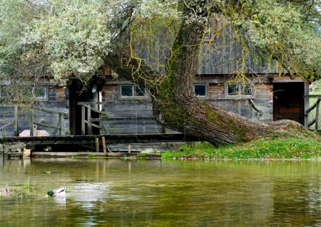 Téléchargez les photos : Un grand vieil arbre devant de vieilles maisons en bois avec des moulins - en image libre de droit