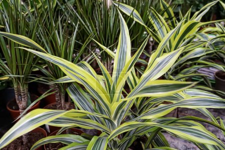 Téléchargez les photos : Plante bicolore Dracaena parfums maison décorative arbuste à croissance lente - en image libre de droit