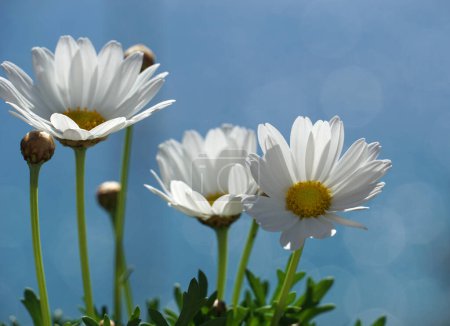Foto de Romántica fotografía bokeh de flores de margaritas blancas transparentes en el cielo azul frente a los rayos del sol - Imagen libre de derechos