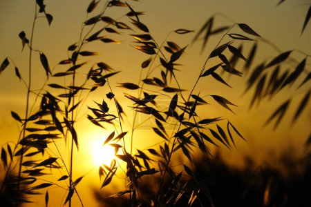 Téléchargez les photos : Herbe herbe plante silhouette de branches devant les rayons du soleil - en image libre de droit