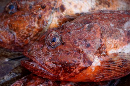 Photo for Dangerous Fish Red Scarpina or Scorpaena scrofa in latin name close up view - Royalty Free Image