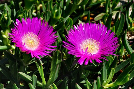 Two big vibrant flowers of succulent plant Delosperma cooperi in the meadow