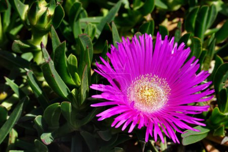 Pink flower of Delosperma cooperi succulent plant with tiny magenta petals and yellow pollen