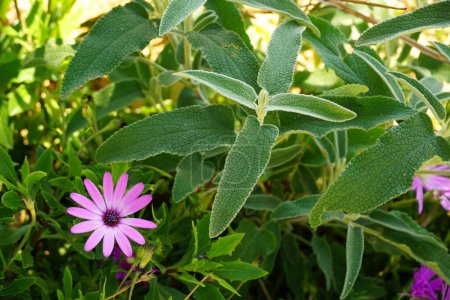 Domestic Dalmatian sage or Salvia officinalis medicinal herb in the home garden