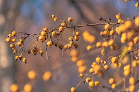 Foto de Frutos amarillos en las ramas del manzano Golden Hornet - Imagen libre de derechos
