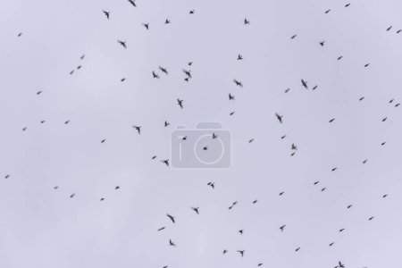 Foto de Una bandada de pequeños pájaros volando en el cielo del atardecer - Imagen libre de derechos