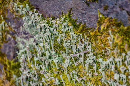Foto de Flor seca liquen cladonia en piedra - Imagen libre de derechos