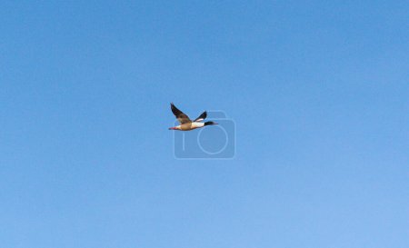 Photo for Wild duck merganser in flight - Royalty Free Image