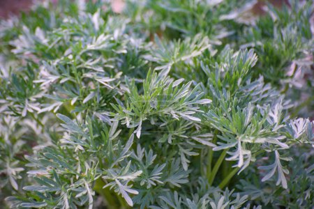 Photo for A young plant of Artemisia vulgaris - Royalty Free Image