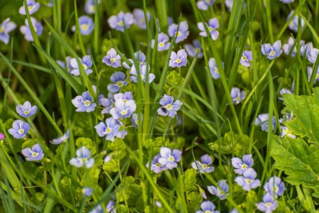 Photo for Spring flower Veronica filiformis in the grass - Royalty Free Image