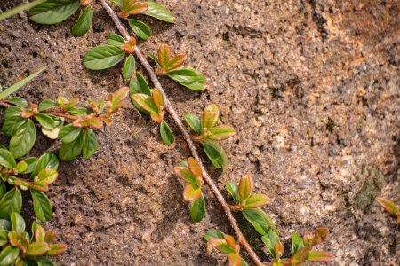 Téléchargez les photos : Cotoneaster suecicus Corail Beauté sur pierre - en image libre de droit