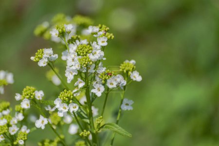 Téléchargez les photos : Raifort commun à fleurs Armoracia rusticana - en image libre de droit