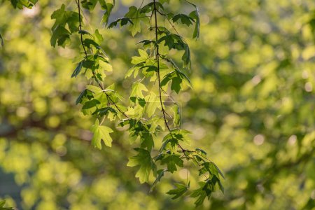 Photo for Field maple branch Acer campestre L. in the wind - Royalty Free Image