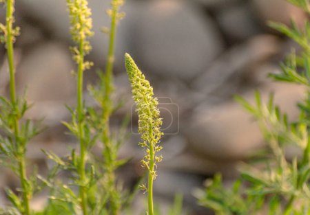 Photo for Reseda lutea blooms in a mountain meadow - Royalty Free Image