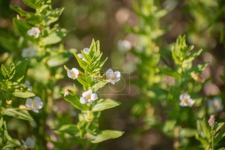 Photo for Gratiola officinalis L blooms on the shore of the lake - Royalty Free Image