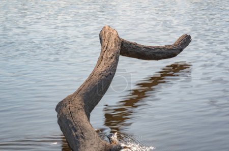 Foto de Tronco de árbol en un río de montaña - Imagen libre de derechos