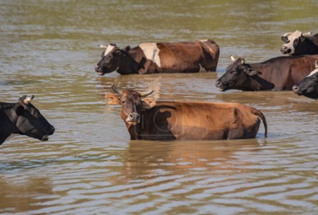 Foto de Las vacas rurales se están enfriando en un río de montaña - Imagen libre de derechos