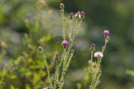 Silybum marianum blooms in a summer field