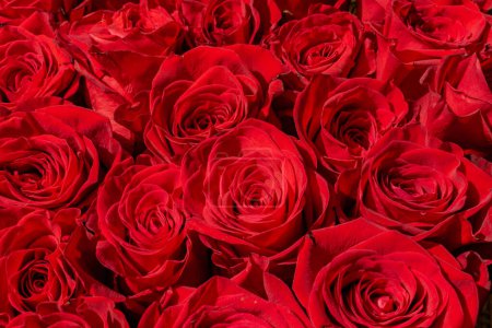 Foto de Ramo de muchas rosas rojas - Imagen libre de derechos