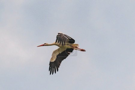 Photo for A stork flies in a stormy sky - Royalty Free Image