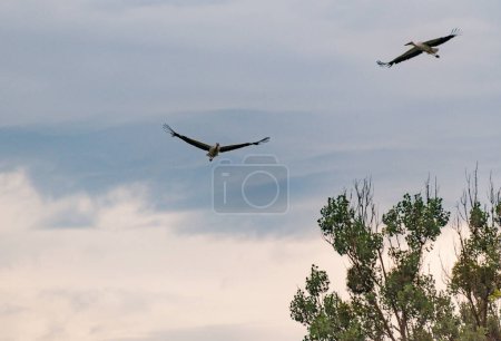 Photo for A stork flies in a stormy sky - Royalty Free Image