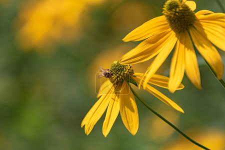 Photo for Carpathian bee collecting nectar on Rudbeckia laciniata - Royalty Free Image