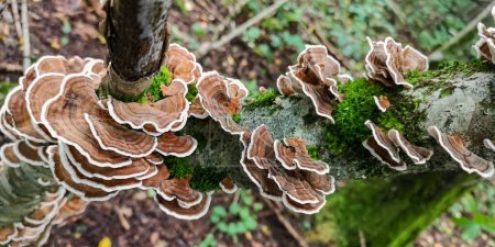 Téléchargez les photos : Tronc d'arbre affecté par le champignon Trametes versicolor - en image libre de droit