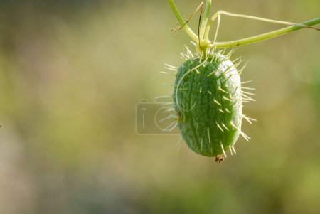 Téléchargez les photos : Échinocystis des plantes sauvages macro photographie - en image libre de droit