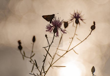 Foto de Silueta de una flor salvaje con una mariposa - Imagen libre de derechos
