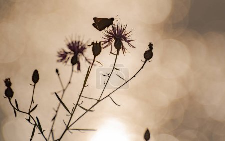 Foto de Silueta de una flor salvaje con una mariposa - Imagen libre de derechos